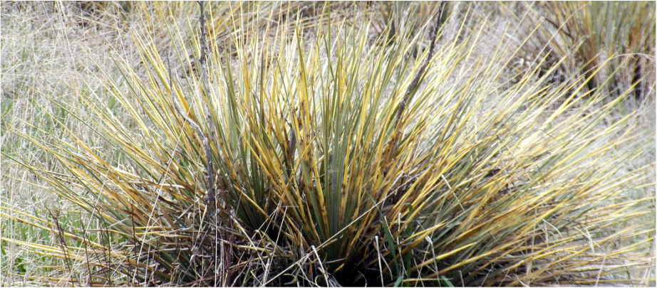 Image: a desert bush of long, spiky leaves