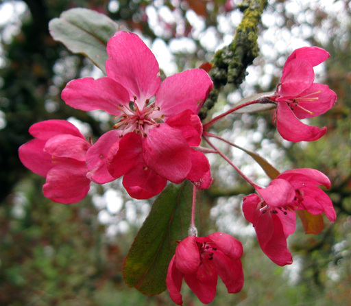 Image: a close-up of deep pink blossoms on a tree